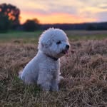 Lafayette White Candlemas - @wanderwithwoof - Instagram