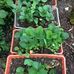 Laguna Woods Garden Two - Facebook