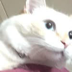 Lah Shee Paw - @pawlahshee - Instagram