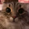 lahshee - @lahsheep - TikTok