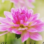 lahari goud - @dimple_girl_lahari_goud - Instagram