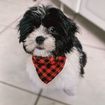 Johnnie Corinthiano Walker - @lhasacorinthiano - Instagram