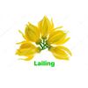 Lailing - @mode1906nkgw - TikTok