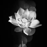 Lai Pham - @lgthyu - Instagram