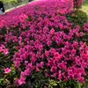 Lai Pham - @lai.pham068 - TikTok