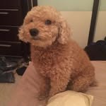 Laiping Chiang - @laipingchiang - Instagram