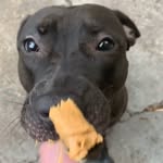 Laila - @lai_laismith - Instagram