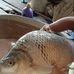 Lai Teck - Facebook