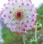 Lai Wei - Facebook