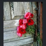 Laila - @lailaabdullrahman57 - Instagram