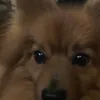 lailabates - @cutechewiepom - TikTok