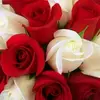 Laila Bitar199 - @lailabitar1994 - TikTok