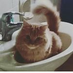 Laila Bitar ~ - @laila__bitar - Instagram