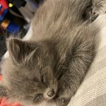 Laila ford - @kim.sloupprdt - Instagram