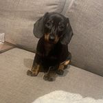 Laila & Lilly - @laila_lilly_thesausage - Instagram