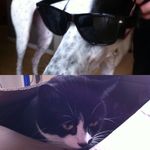 Pets - @laila.__.lilly - Instagram