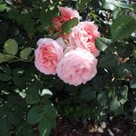 @laila.ray_ - Instagram