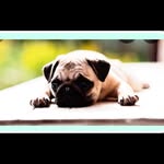 Laila Robles - @myliathepug - Instagram