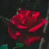 Laila - @lailarojas3 - TikTok