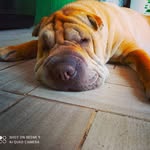 Laila 🐾 - @laila_sharpei - Instagram
