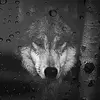 Lila Sharp - @lila.sharp6 - TikTok