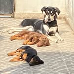 🐾 Laila  Toddy  Patusca  Jully 🐾 - @lailatoddypatuscajully - Instagram