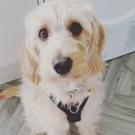 Layla Todd - @layla_minaturelabradoodle - Instagram