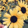 laila.winter - @dreaminvibesx - TikTok