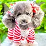 Lailing Chan - @lailing773 - Instagram