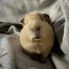 lainelmurphy - @lainelmurphy - TikTok