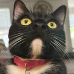 Lainey Williams - @burningbridges416 - Instagram