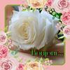 lindalinda3931 - @laisaalamra - TikTok
