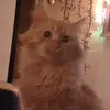 Lajos Molnar - @lajosmolnar - TikTok