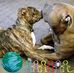 Lakesha Ward - Facebook