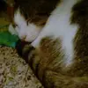 Lia_Hedgepeth - @lia_hedgepeth - TikTok