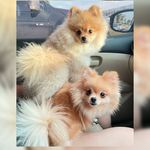 @lala_dodo_pom - Instagram