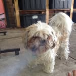 Lala Edwards-O'neill - @_lala_the_maltese_ - Instagram