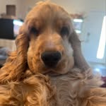 Lala Green - @lalatheenglishcocker - Instagram