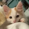 猫世子様と内官 - @lalatomogizmo - TikTok