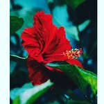 Lalith Munasinghe - @lalith1982m - Instagram