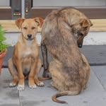 Lalitha Krishnan - @stray_dogs_of_landour_network - Instagram