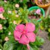 Lalitha Narayanan - Facebook