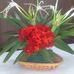 Lalitha Sankar - Facebook