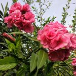 Lalitha Sankar - @saralaws2 - Instagram