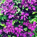 Lam Luong - @lam_luong - Instagram