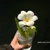 ☘️ - @lamman30892 - TikTok