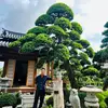 Nam Tùng Lâm Garden - @namtunglamgarden - TikTok