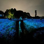 Lam Yip - @lamlamblamp - Instagram