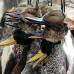 Lamar Boyd - @beaverdam_ducks - Instagram
