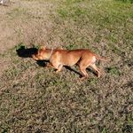 Lamar Fox - @foxholekennels - Instagram